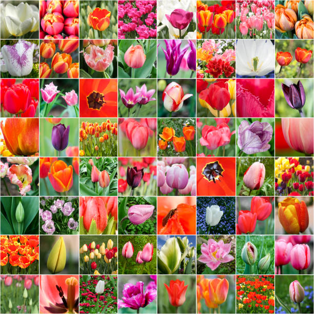 istock Tulip of different kinds collage 1086193268