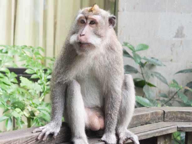 istock Monkey sitting on ledge waiting for food 1086197418