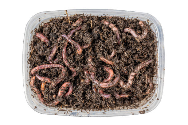 rote würmer dendrobena in einer box in gülle, regenwurm lebende köder zum angeln isoliert auf weißem hintergrund. hautnah und ansicht von oben - fishing worm stock-fotos und bilder