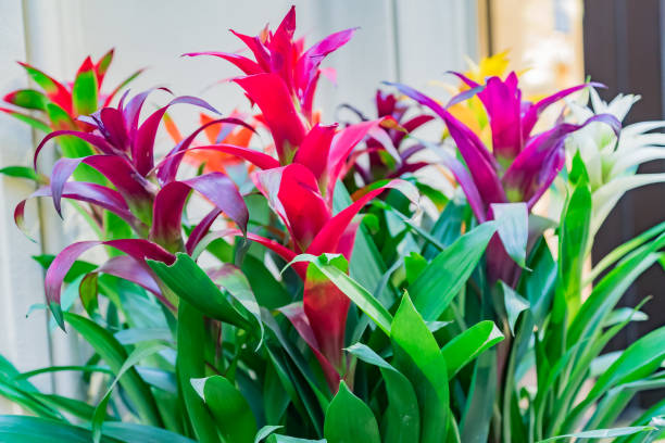 istock colorful blooming bromeliad flowers indoors, soft focus 1086205574