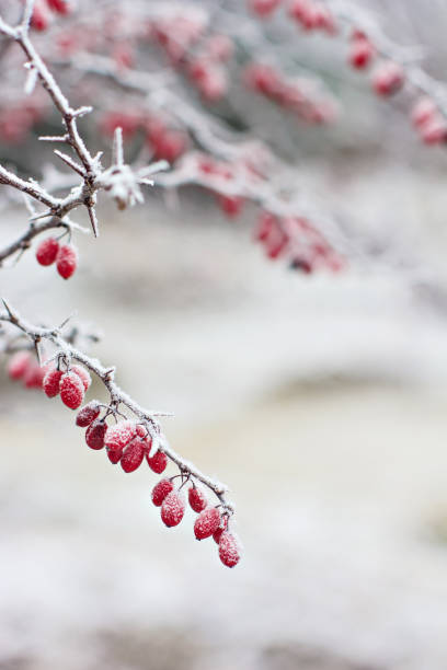 Berries of barberry. Barberry on the branch. Barberry in frost on branches. Berries of barberry. Barberry on the branch. Barberry in frost on branches. Winter background. april showers may flowers stock pictures, royalty-free photos & images