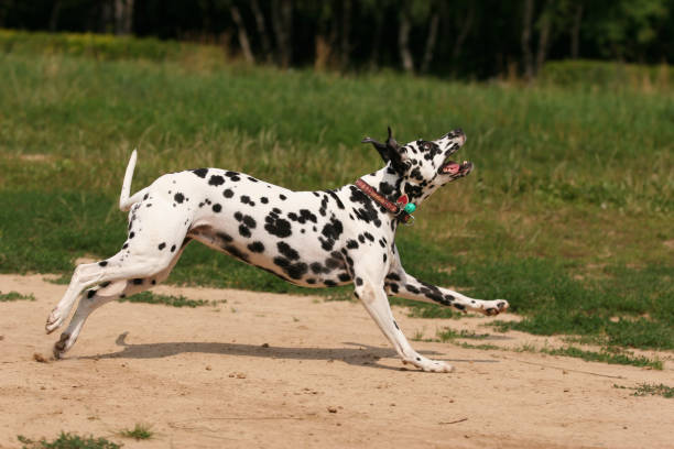 istock Dalmatian dog runs and plays with in the grass 1086216004