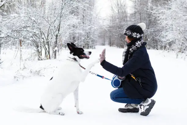 Big black-white dog is giving a paw its owner on a background of winter forest.