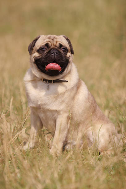 istock Dog pug sitting in the grass 1086217722