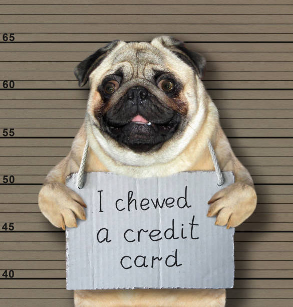 istock Bad dog chewed a credit card 1086218040
