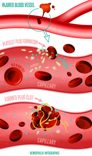 illustrazioni stock, clip art, cartoni animati e icone di tendenza di formazione di coaguli di sangue - blood cell cell human cell animal cell