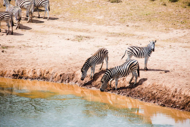 Zebras drinking in South African National Park. Image taken with Canon 5 Ds.