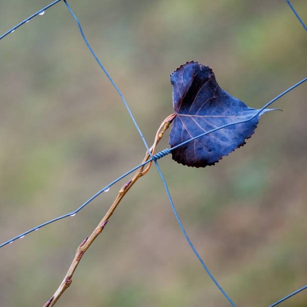 otoño hoja atorada en una cerca - chainlink fence fence leaf leaf vein fotografías e imágenes de stock