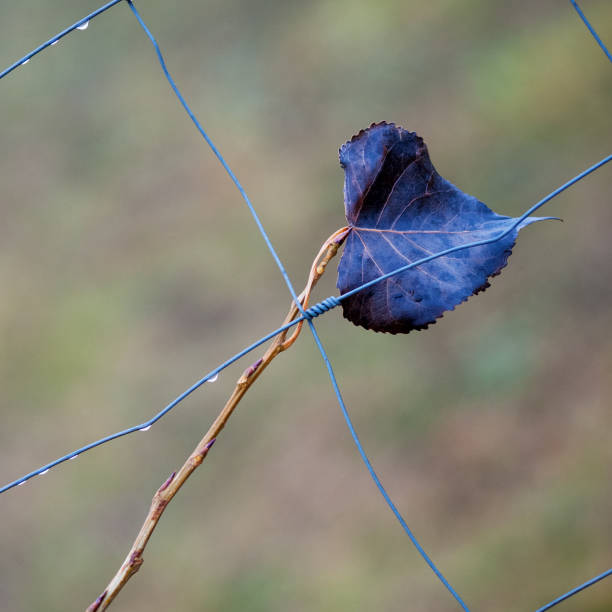 осенний лист застрял в заборе - chainlink fence fence leaf leaf vein стоковые фото и изображения