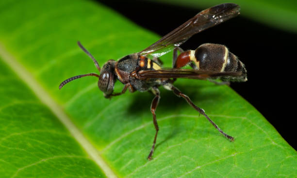 istock Macro Photo of Wasp on Green Leaf 1086227662