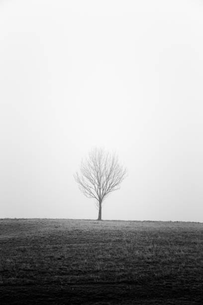 istock Tree in the fog - black and white 1086227952