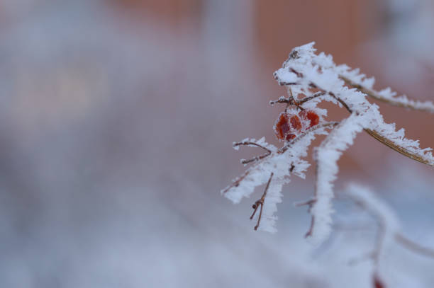 istock Berries of red Rowan in the snow. 1086229848
