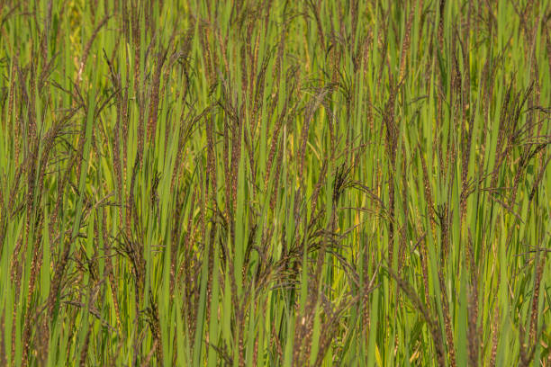 istock Black rice (purple rice) field in the morning 1086230246