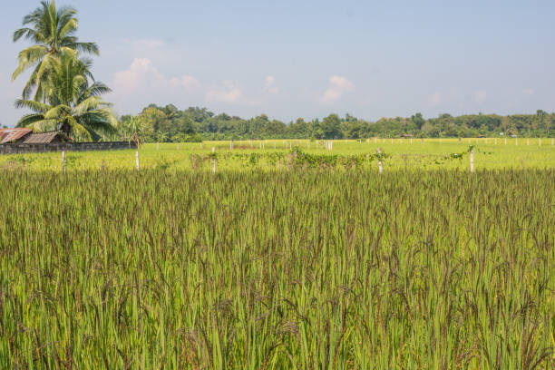istock Black rice (purple rice) field in the morning 1086230294