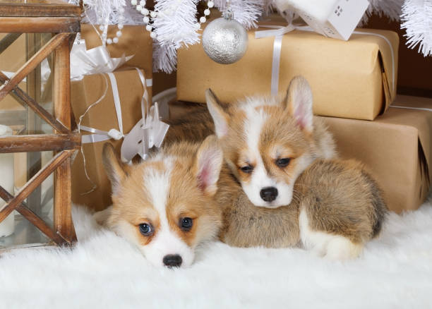 istock Two cute puppies Welsh Corgi Pembroke under the Christmas tree 1086231422