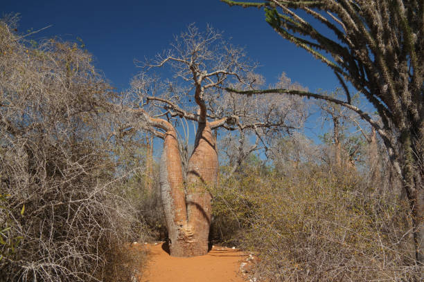 пейзаж с деревом баобаба adansonia grandidieri в национальном парке рениала, толиара, мадагаскар - ifaty стоковые фото и изображения