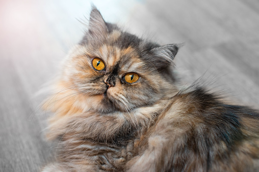 Fluffy gato persa colorido en casa pelo largo joven gato de fondo madera hermoso photo