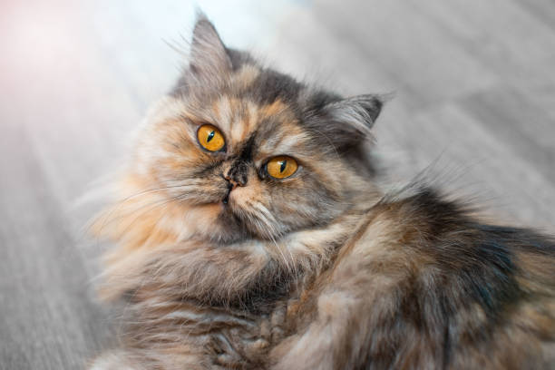 나무 배경 아름 다운 집 긴 머리 젊은 고양이에 무성 한 화려한 페르시아 고양이 - animal fur domestic cat persian cat 뉴스 사진 이미지