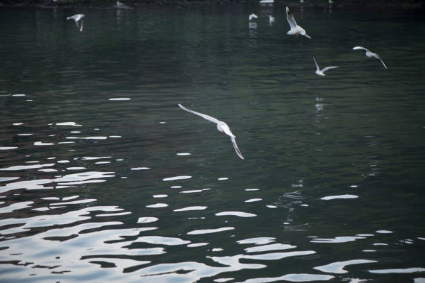 istock Seagulls are flying over sea waters 1086238956