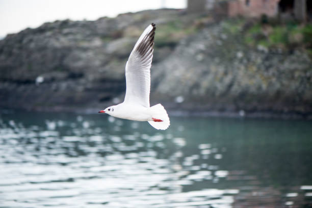 Seagulls are flying over sea waters