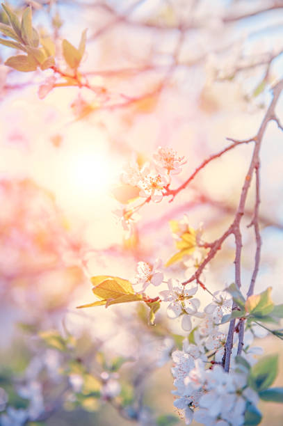 istock Spring branch with white small flowers at sunset. Background. Copy space 1086240982