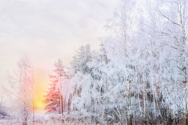 istock Winter Christmas stage background with copy space. Snow landscape with trees covered with snow under the open sky at sunset 1086240996