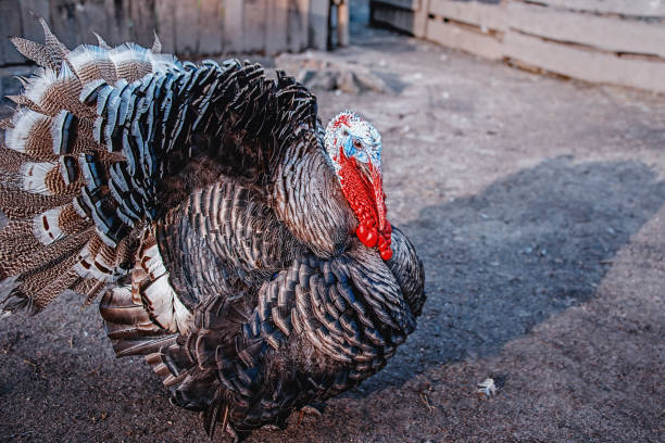 istock Big turkey walks on the farm. Close-up. Copy space 1086241246