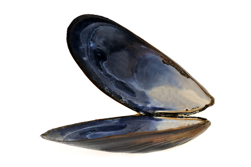 Empty mussel shell on white background