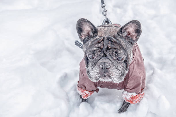 istock Pug walks in deep snow with his master. Old gray dog in a winter coat 1086243522