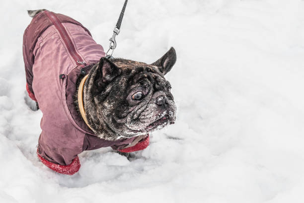 istock Surprised Pug walks in deep snow with his master. Old gray dog in a winter coat 1086243538