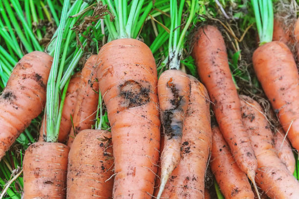 Damage to carrots caused by the larva of the carrot fly. Protect the pests of the garden stock photo
