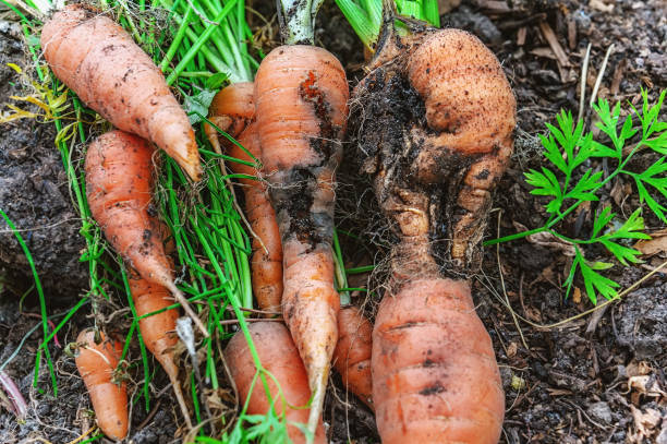Damage to carrots caused by the larva of the carrot fly. Protect the pests of the garden stock photo