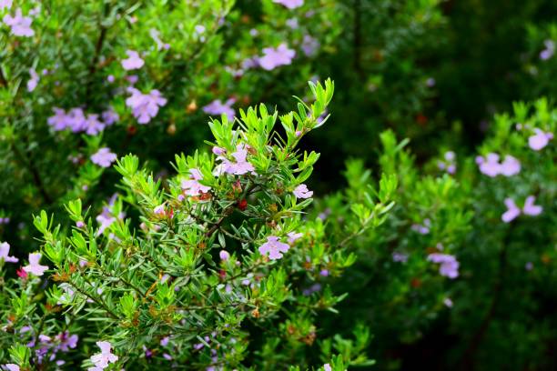 istock Nature and flowers with garden 1086243972