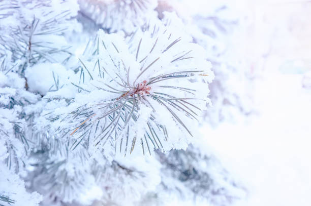 istock Winter Christmas scenic background with copy space. Snow landscape with trees covered with snow in the open air 1086244182