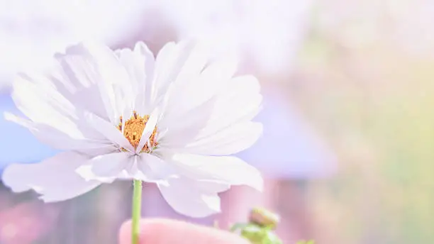 Delicate pink cosme daisy flower on a beautiful background. Copy space.