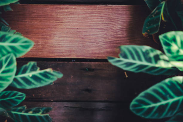 istock Wood board dark tone color with green leaf frame using as copy space background texture. 1086245436