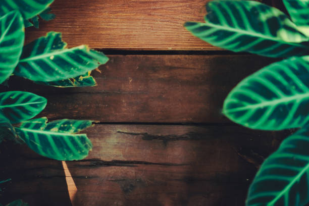 istock Wood board dark tone color with green leaf frame using as copy space background texture. 1086245470