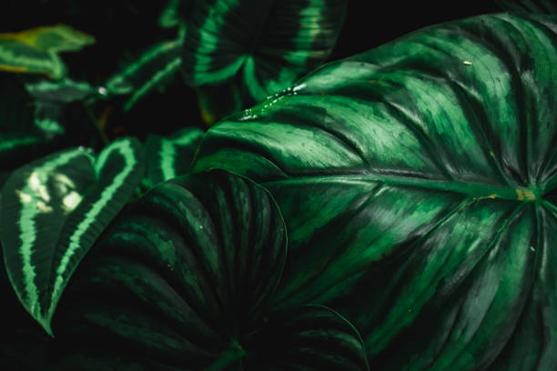 istock Selective focus closed up tropical summer green leaf background. 1086245568