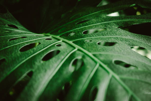 istock Selective focus closed up tropical summer green leaf background. 1086245866