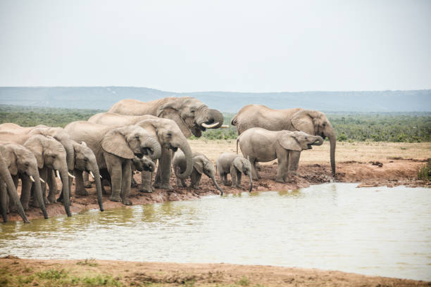 istock Elephants in South African National Park 1086245940