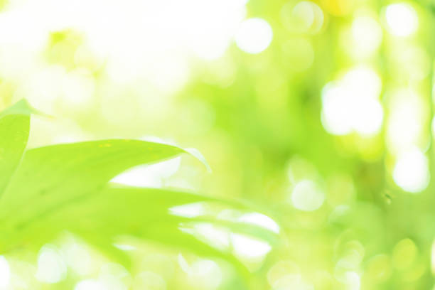 istock Selective focus closed up tropical summer green leaf background with sunlight. 1086246036