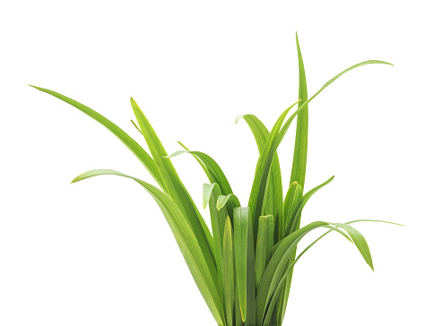 Bunch of green grass isolated on a white background.