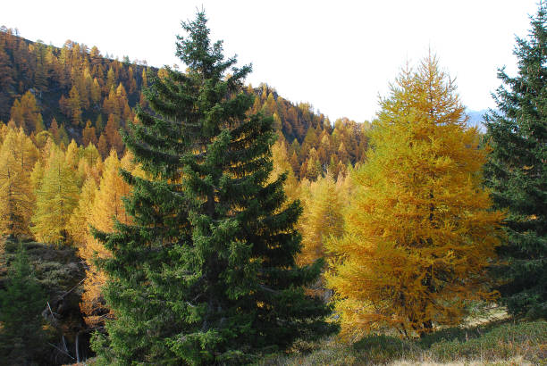 istock Hiking in the 'Hirzer' area with impressive autumn scenery 1086249382