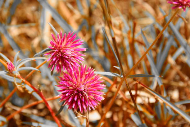 Pink flower in Australian savannah