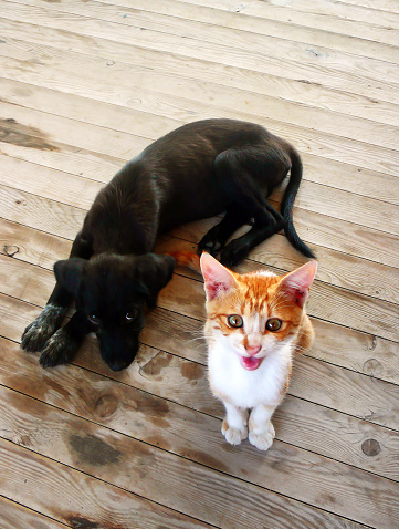 hungry cat and dog