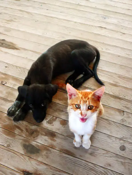 Photo of Cat and dog