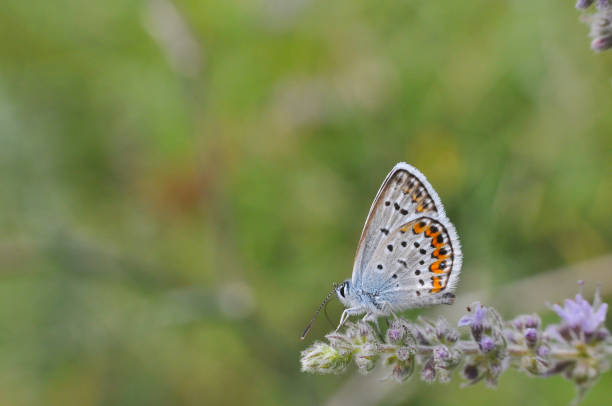 istock The silver-studded blue Plebejus argus 1086251170