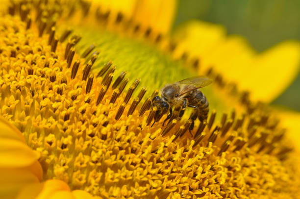 istock Honey Bee pollinating sunflower 1086252918
