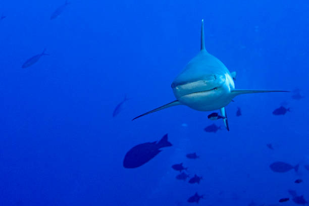 istock maldives Grey shark ready to attack underwater 1086253094