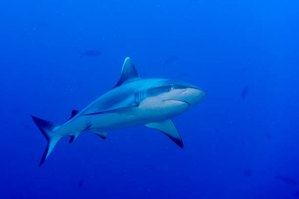 istock maldives Grey shark ready to attack underwater 1086254262